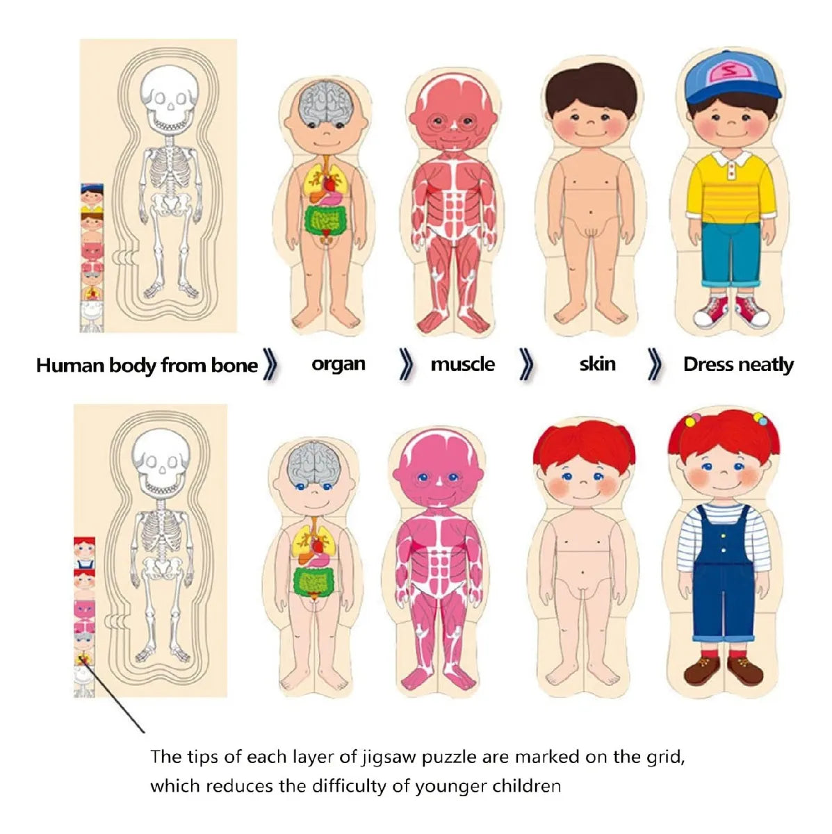 Puzzle Cuerpo Humano 5 Capas
